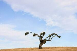 a lone tree stands in a dry field photo