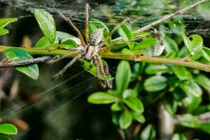 a spider on a plant with green leaves photo