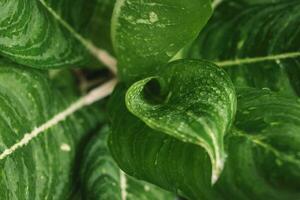 close up view of green aglonema plants photo