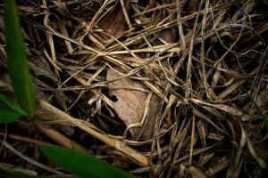 Close up of old aged dry grass straw texture background photo