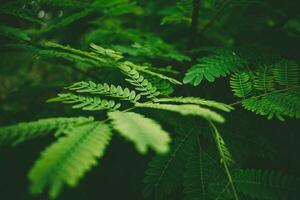 a foliage in the dark rain forest photo