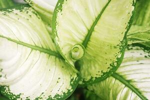 close up view of white aglonema plants photo