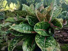 charming leaf background with bright color. detailed texture clearly visible tropical plant species photo