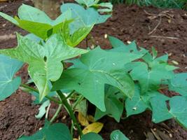 Fresh green kale leaves, an Asian type of vegetable. for social media post, web, restaurant photo