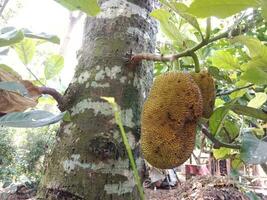 Green Jackfruit from an organic garden in a country garden house is refreshing. Raw jackfruit can be used to make various foods in Indonesia. photo