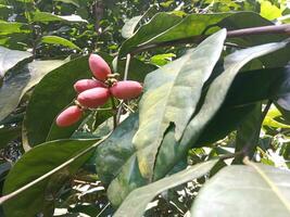 5 red ripe mlinjo pods, an Asian plant species can be used as a vegetable or snack. photo