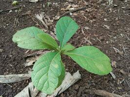 pequeño teca planta, asiático tropical planta. foto