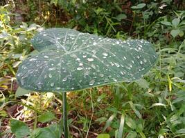 grande verde hoja con gotas de Mañana Rocío. tipos de tropical plantas, arbustos foto