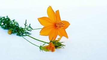 Beautiful flower on a white background photo
