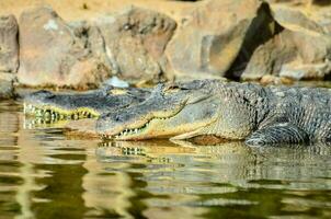 two alligators are resting in the water photo