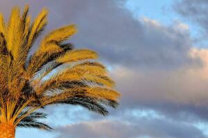 a palm tree with a blue sky and clouds in the background photo