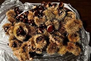 a bunch of chestnuts sitting on top of a plastic bag photo