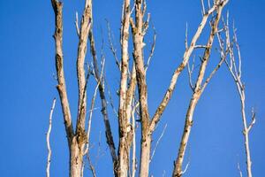 a dead tree with no leaves against a blue sky photo