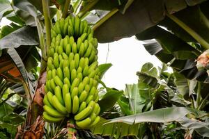 un manojo de bananas colgando desde un árbol foto