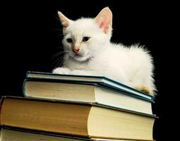 a white kitten sitting on top of a stack of books photo