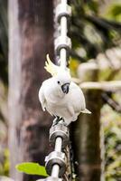 a white parrot sitting on a metal pole photo