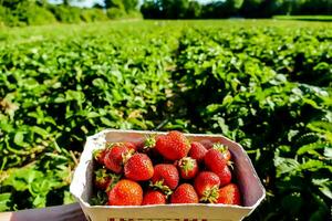 Fresh Strawberries in Field photo