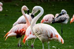 a group of flamingos standing in the grass photo