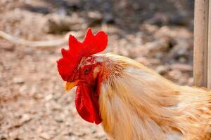 un cerca arriba de un gallo con un rojo peine foto