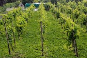 a vineyard with rows of green plants photo