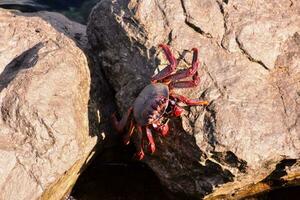 a crab on a rock in the ocean1 photo