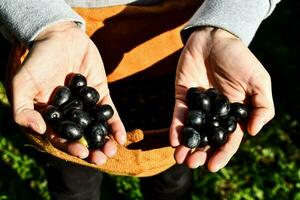 a person holding black olives photo