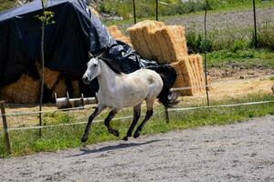 a horse running in a fenced area with hay bales photo