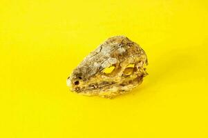 un cráneo en un amarillo antecedentes foto