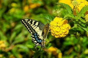 a butterfly on a yellow flower photo