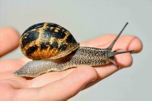 a snail is sitting on a person's hand photo