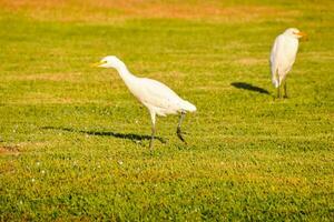 two white birds are walking on the grass photo