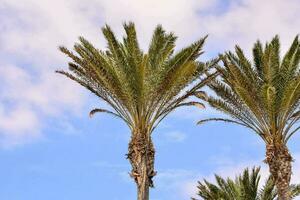 palm trees against the blue sky photo