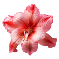 amaryllis flor amaryllis png amaryllis flor png amaryllis transparente fundo ai gerado