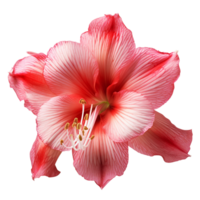 Amaryllis flower amaryllis png amaryllis flower png amaryllis transparent background ai generated