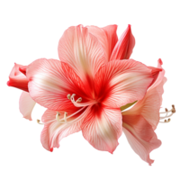 amaryllis bloem amaryllis PNG amaryllis bloem PNG amaryllis transparant achtergrond ai gegenereerd