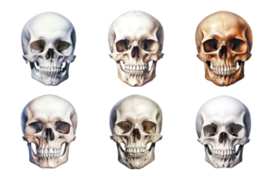 Front view of human skull collection isolated on transparent background. ai generated png