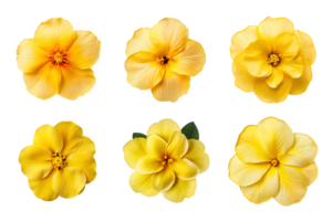 urval av olika gul blommor isolerat på transparent bakgrund. ai genererad png