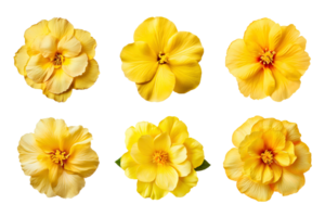 Selection of various yellow flowers isolated on transparent background. ai generated png