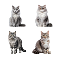 Beautiful cute cat collection isolated on transparent background. ai generated png