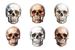 Front view of human skull collection isolated on transparent background. ai generated png