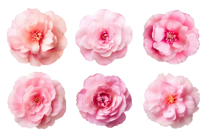 Selection of various pink flowers isolated on transparent background. ai generated png