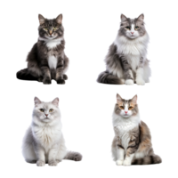 Beautiful cute cat collection isolated on transparent background. ai generated png