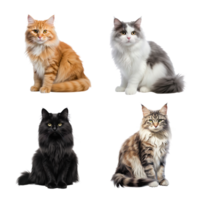 Beautiful cute cat collection isolated on transparent background. ai generated png