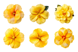 urval av olika gul blommor isolerat på transparent bakgrund. ai genererad png