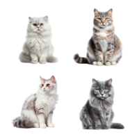 Beautiful cute cat collection isolated on transparent background. ai generated png