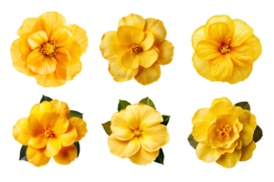 Auswahl von verschiedene Gelb Blumen isoliert auf transparent Hintergrund. ai generiert png