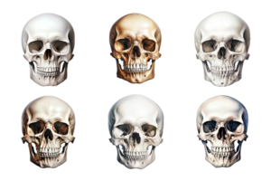 Front view of human skull collection isolated on transparent background. ai generated png