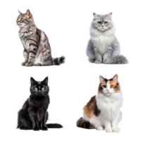 Beautiful cute cat collection isolated on transparent background. ai generated png