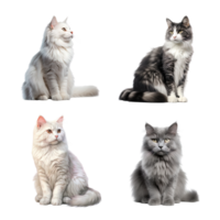schön süß Katze Sammlung isoliert auf transparent Hintergrund. ai generiert png
