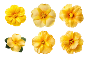 urval av olika gul blommor isolerat på transparent bakgrund. ai genererad png